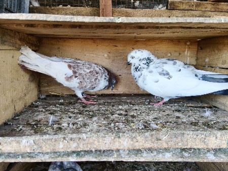 kabutar udan ni jodi