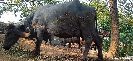 थंबनेल 2