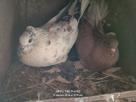 થંબનેલ 3