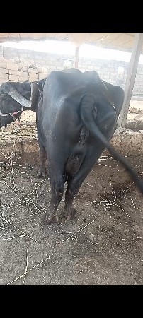 थंबनेल 2