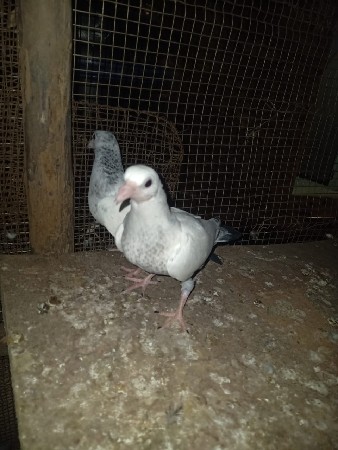 थंबनेल 3