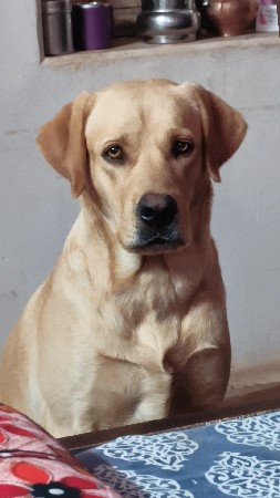 મિટિંગ માટે કૂતરો છે