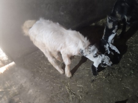 थंबनेल 3