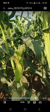 મકાઇ નો ચારો આપવો છે