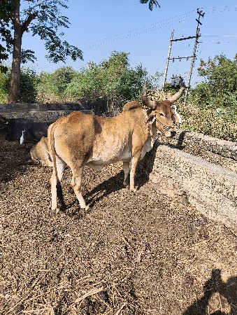 બળદ ની જોડી દેવાની છે