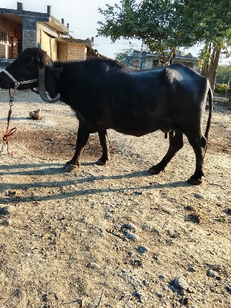 થંબનેલ 4