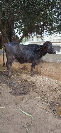 थंबनेल 3