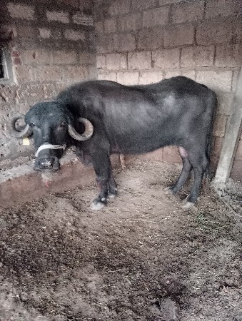 थंबनेल 3