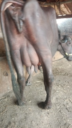 थंबनेल 3