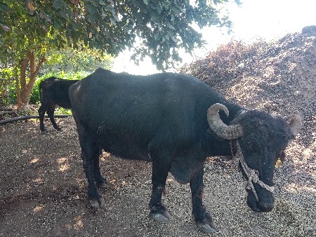 4 ભેંસ વેચવાની છે