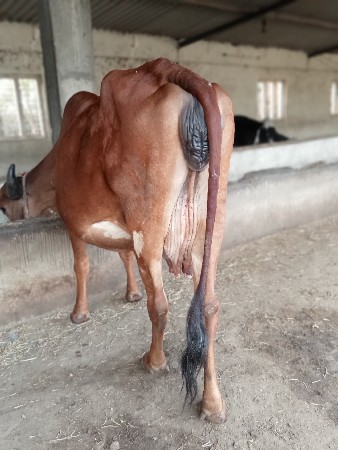 મયના દીવસ માં વિયાછે