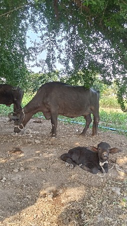 1 મહિના ની વ્યાણેલ