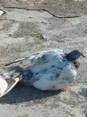 थंबनेल 2