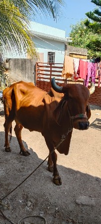 थंबनेल 3