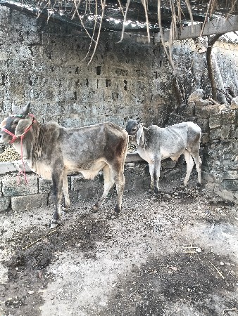 વાછડા વેચવાના છે