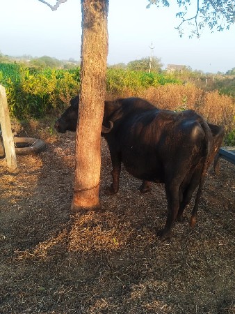 थंबनेल 3