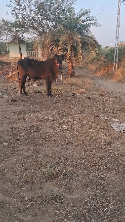 ગોઢલો  વેચવાનો છે