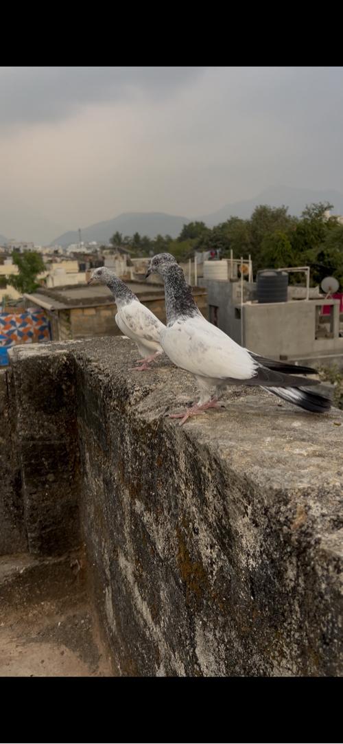 Rajasthani silver bajra patha