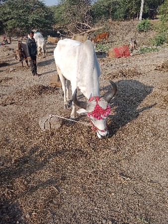 આલાપરા ચાલુ મારવા બેસવાની ફૂલ જવાબ