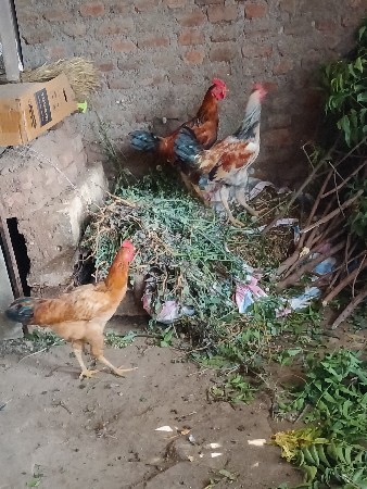 थंबनेल 2