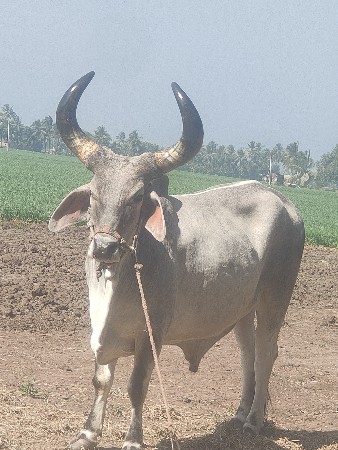 બળદ વેચવાનો છે
