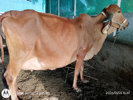 થંબનેલ 2