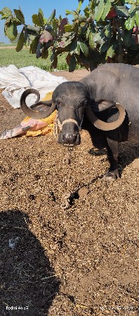 ભેસ વેસવાની સે