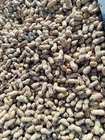 બેટી 32 બેટી બત્રી કોરી માંડવી છે