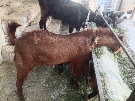 थंबनेल 2