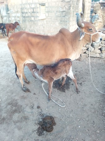 ગાય વેચવાની છે
