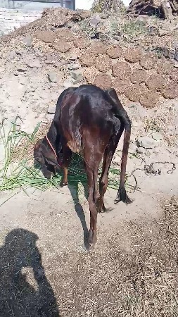 थंबनेल 2