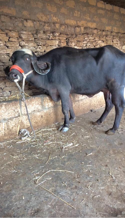 પેલા વેટર ની ખડાય  છે