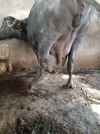 આ ભેંસ વેચવાની છે સાટા ભેંસ અથવા