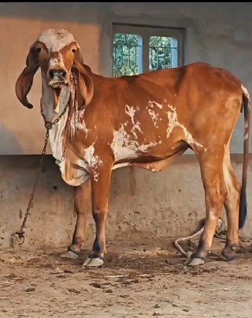 थंबनेल 2