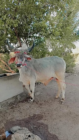 ગોઢલો વેચવાનો સે