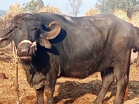 ભેંસ વેચાવ