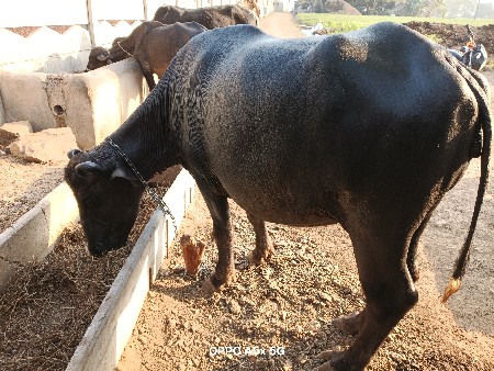 બન્ની ભેંસ છે