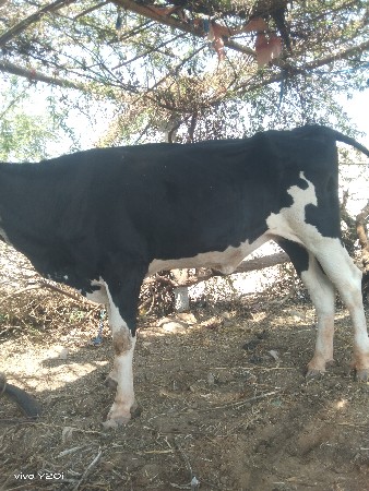 એચએફ જર્સી ઓડકી