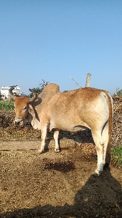 બળદ વેચવા ના છે