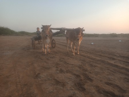 ગોડલા વેચવાના છે