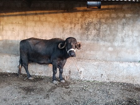 ભેંસ વેચ વા ની છે ટોટલ જવાબદારી