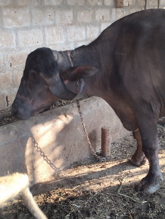 ભેંસ વેચવાની છે