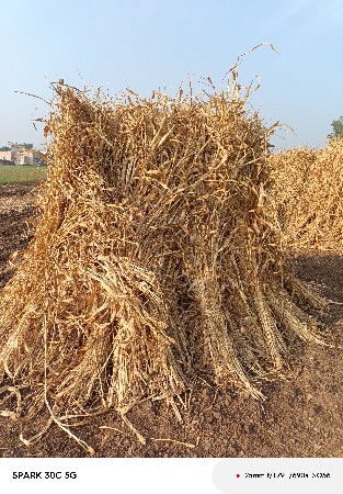 નીરણ વેસવા ની સે