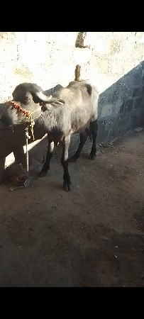 थंबनेल 3