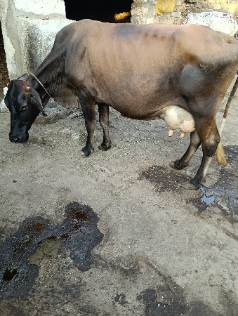 थंबनेल 3