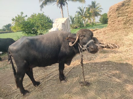 थंबनेल 2