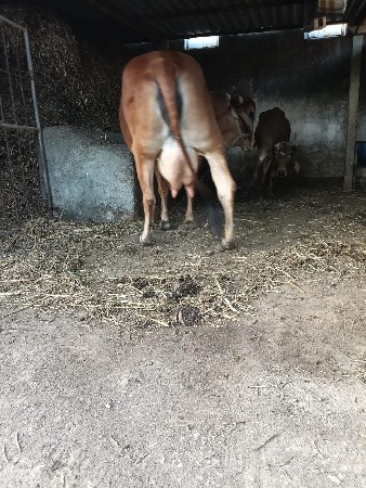 थंबनेल 3