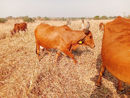 થંબનેલ 3