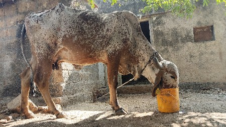 કાબરી ગાય વેસવાની છે.