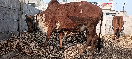 थंबनेल 3